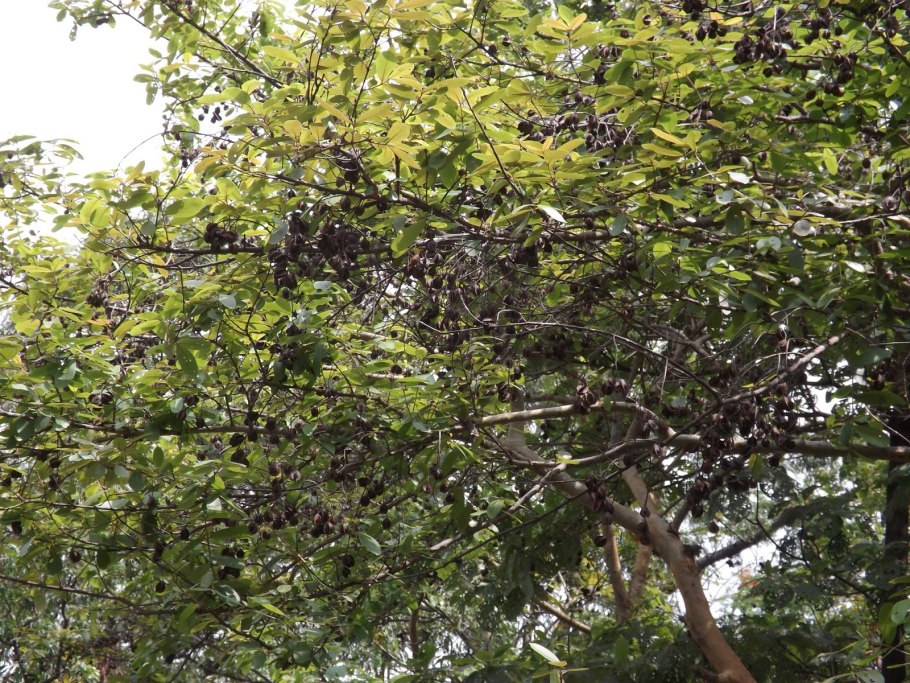 Арджуна растение