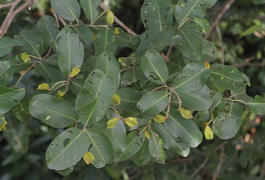Terminalia Arjuna