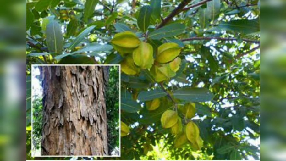 Дерево Арджуна фото