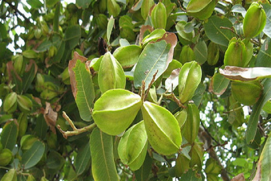 Королевский цветок Арджуна