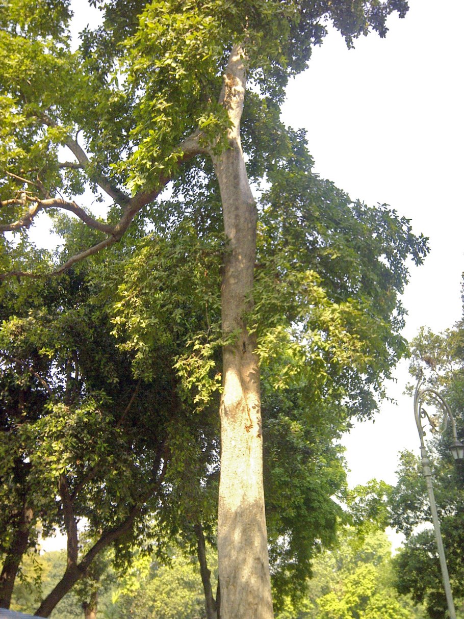 Терминалия Арджуна (Terminalia Arjuna)