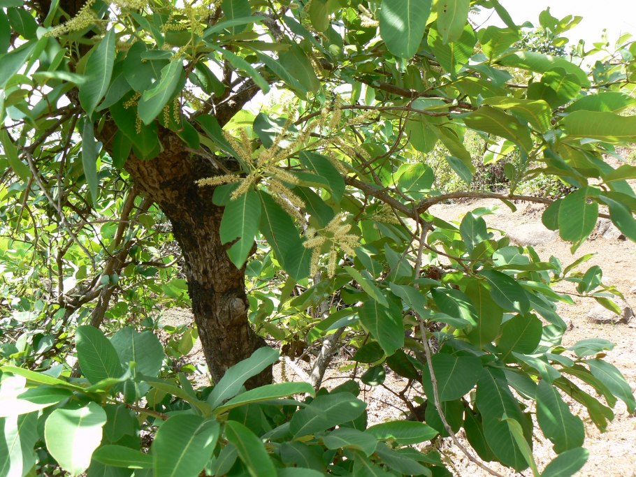 Terminalia Arjuna