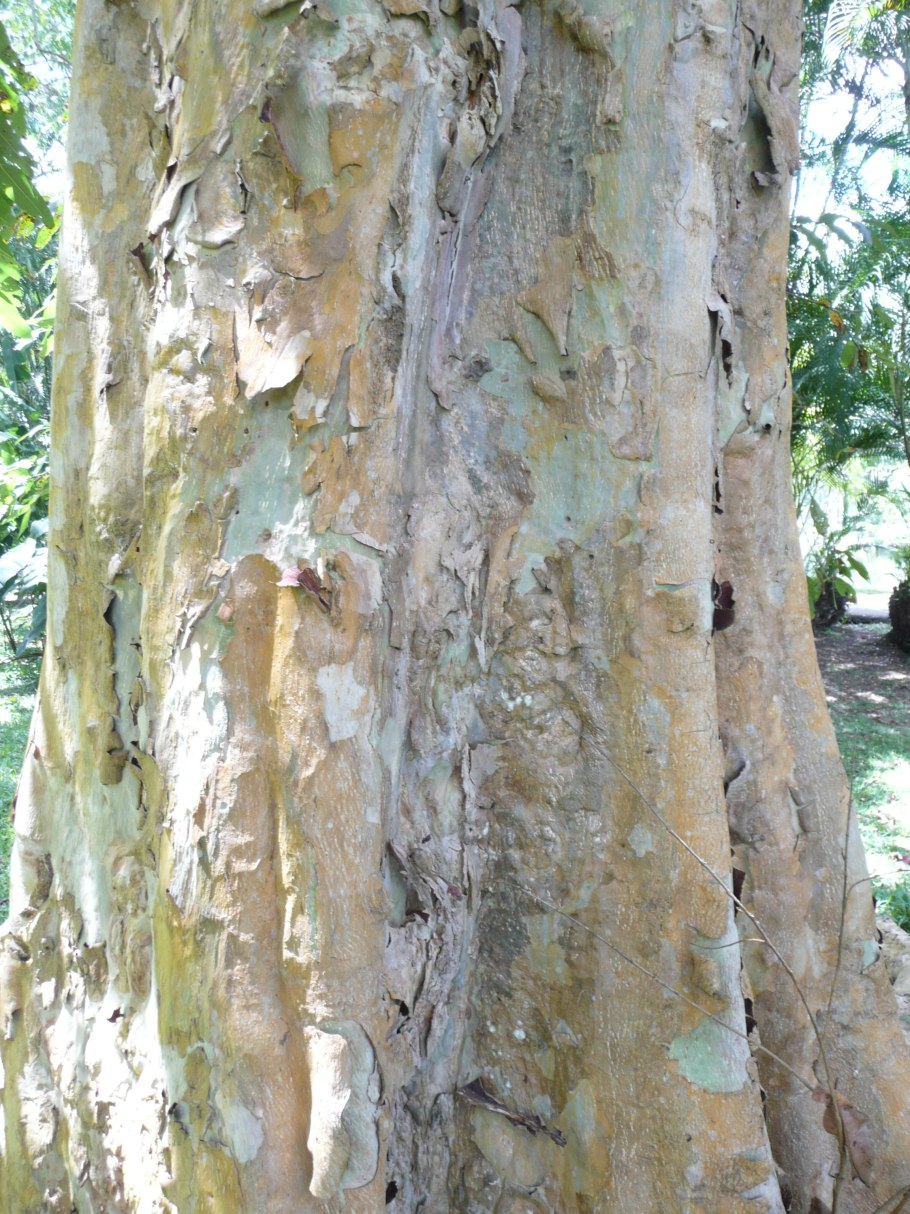 Terminalia Arjuna Bark