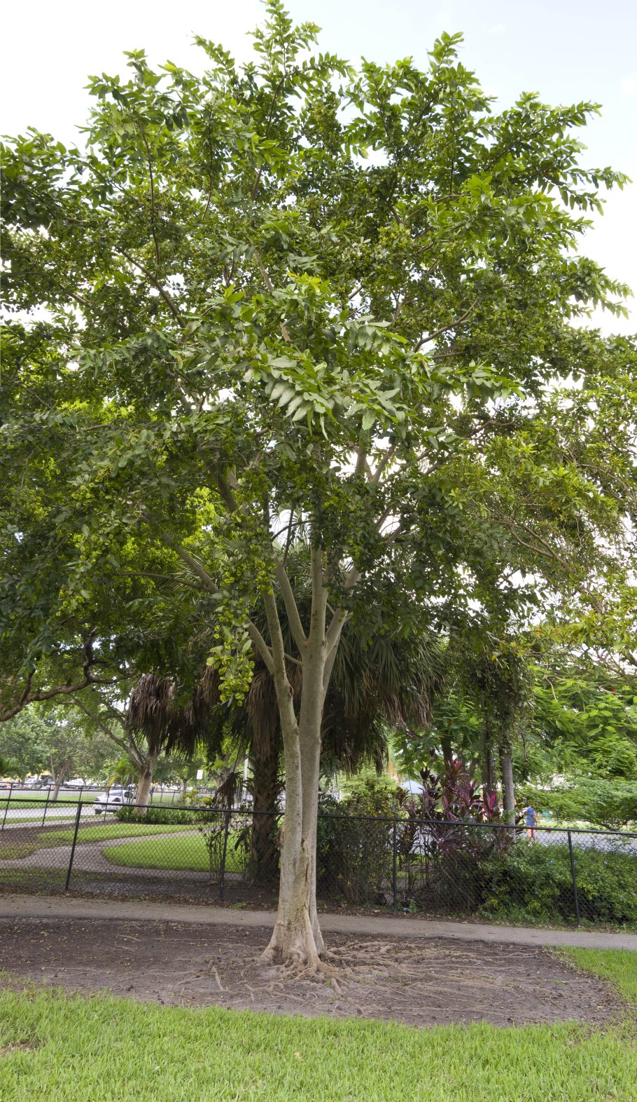 Terminalia Arjuna рисунок