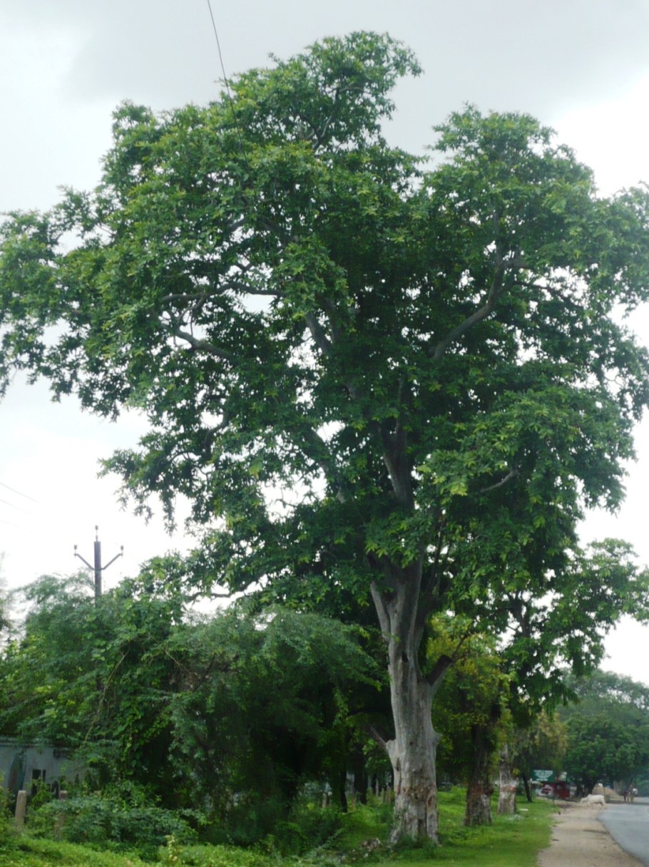 Терминалия Арджуна (Terminalia Arjuna)