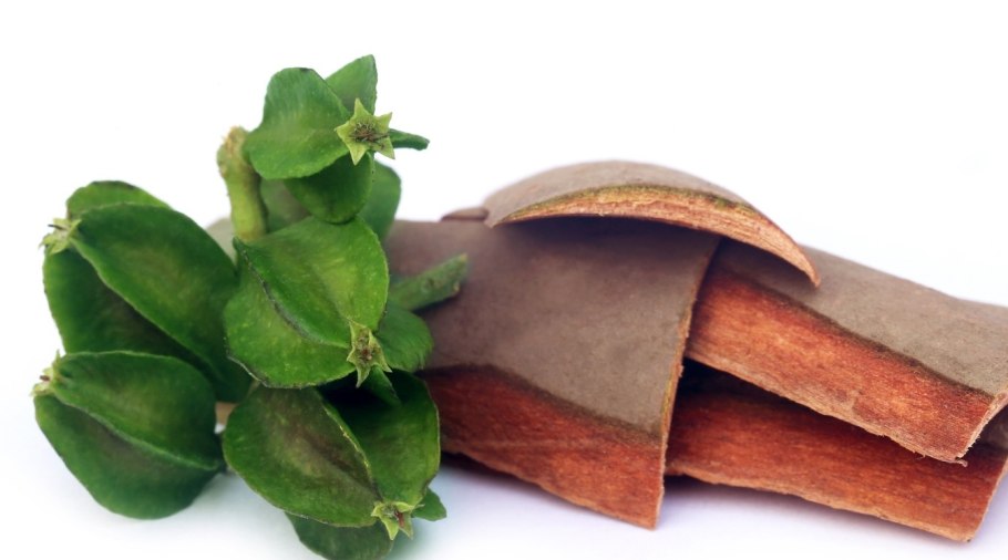 Терминалия Арджуна (Terminalia Arjuna)