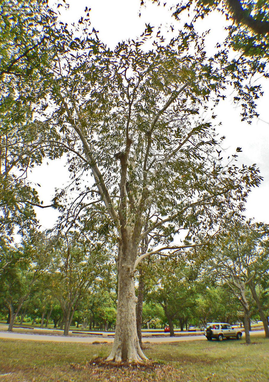 Terminalia bellírica