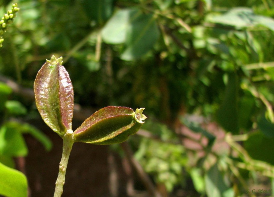 Tabernanthe elliptica