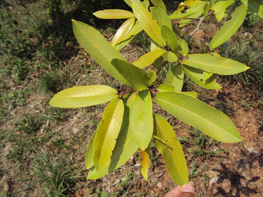 Terminalia Arjuna Tree