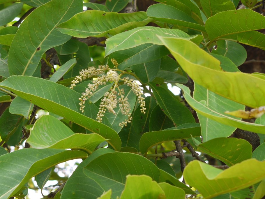 Terminalia Arjuna