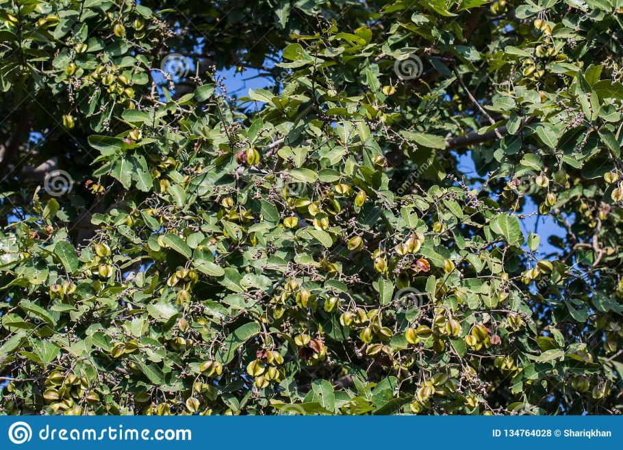 Терминалия великолепная