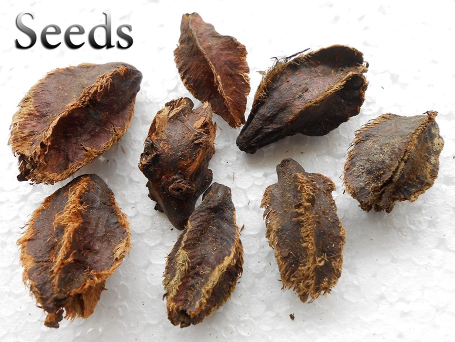 Арджуна растение