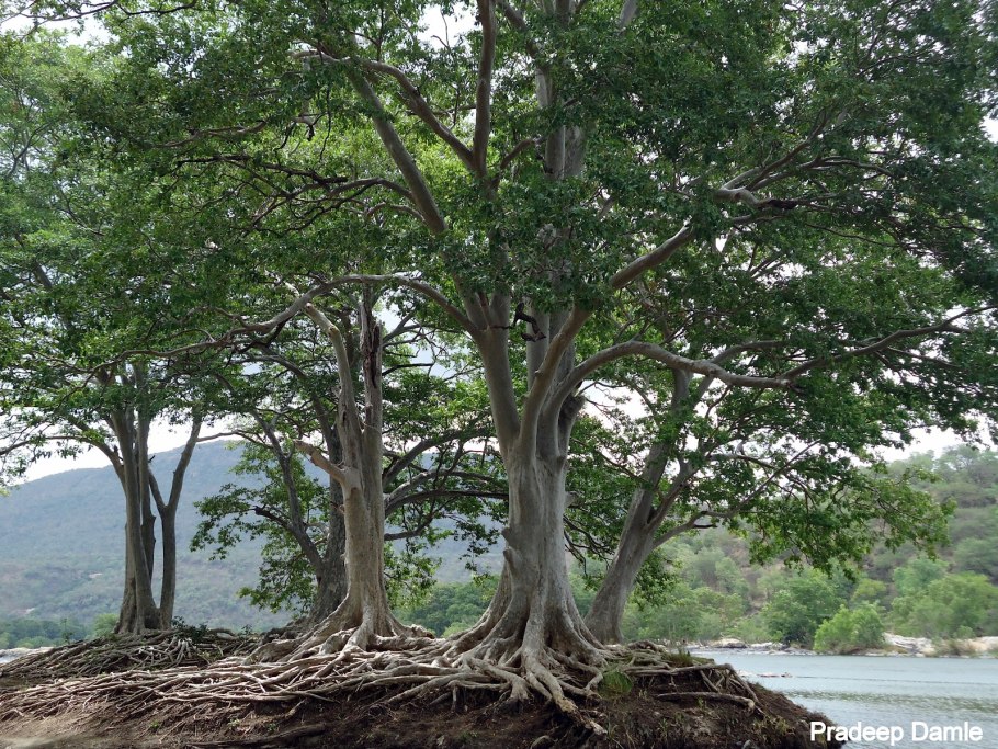 Кукубха - купить семена