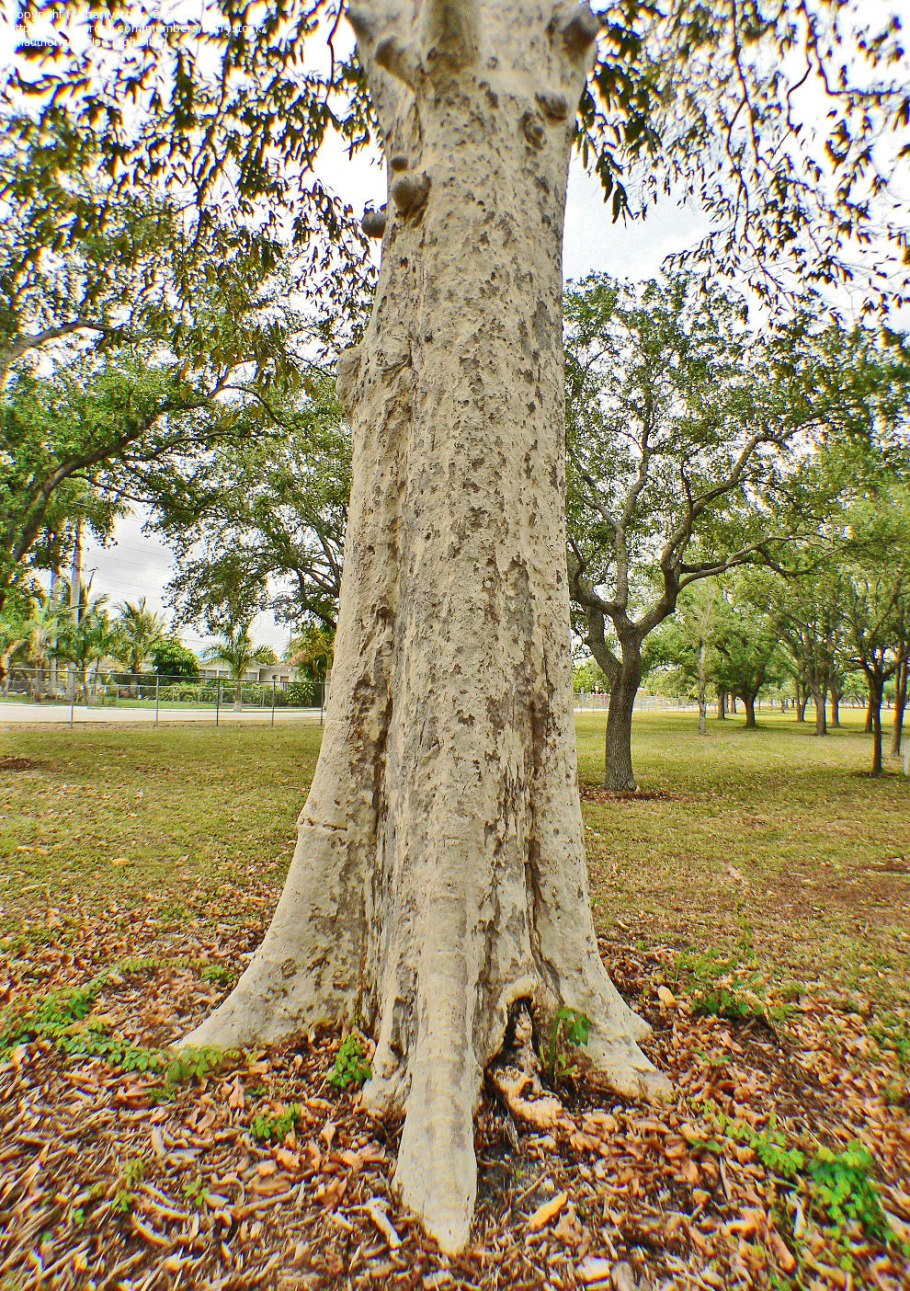 Арджуна растение