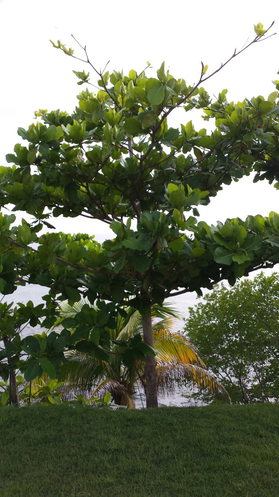 Перец черный горошек растение