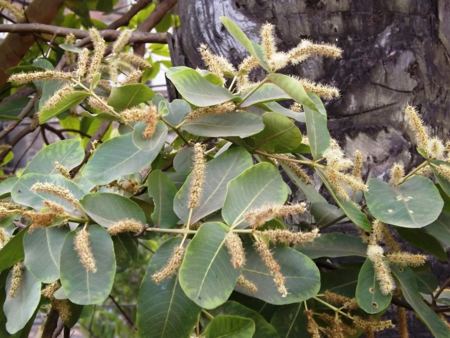 Терминалия Арджуна (Terminalia Arjuna)