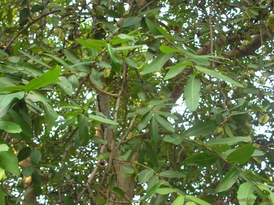 Terminalia Arjuna