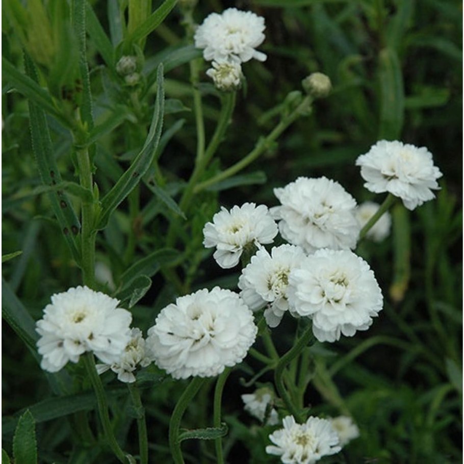 Тысячелистник Achillea "Diadem"