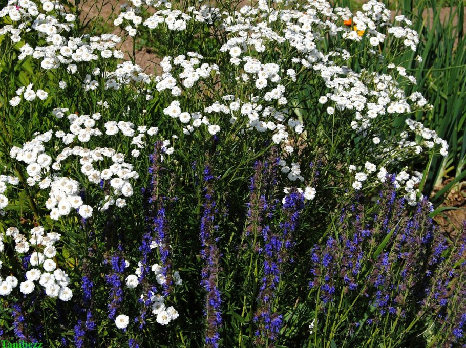 Тысячелистник птармика (Achillea ptarmica)