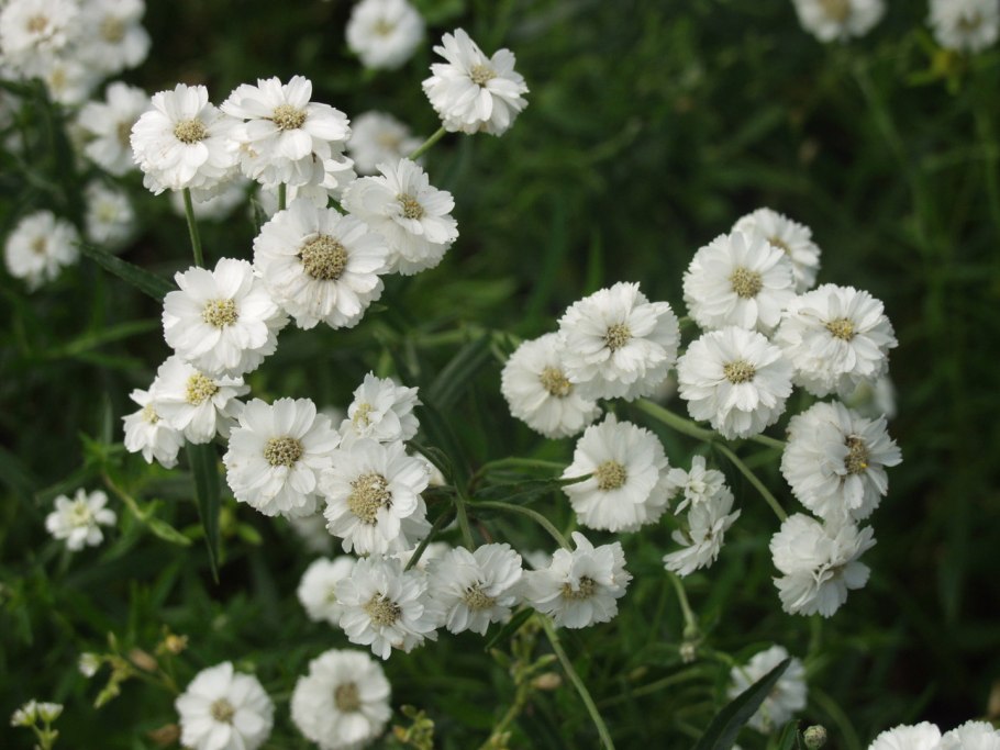 Тысячелистник птармика (Achillea ptarmica)
