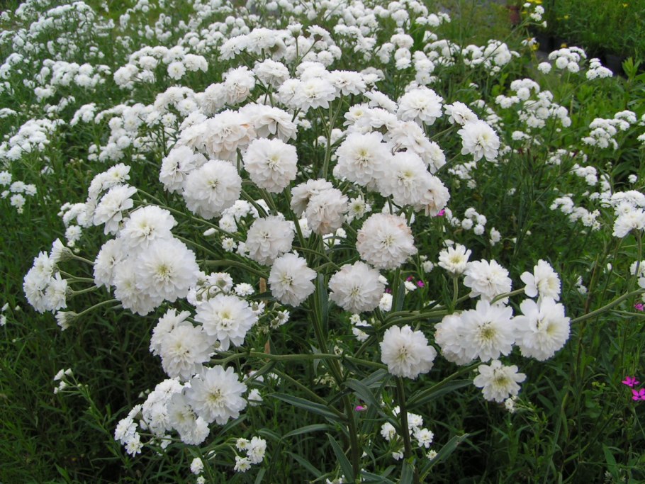 Тысячелистник птармика (Achillea ptarmica)
