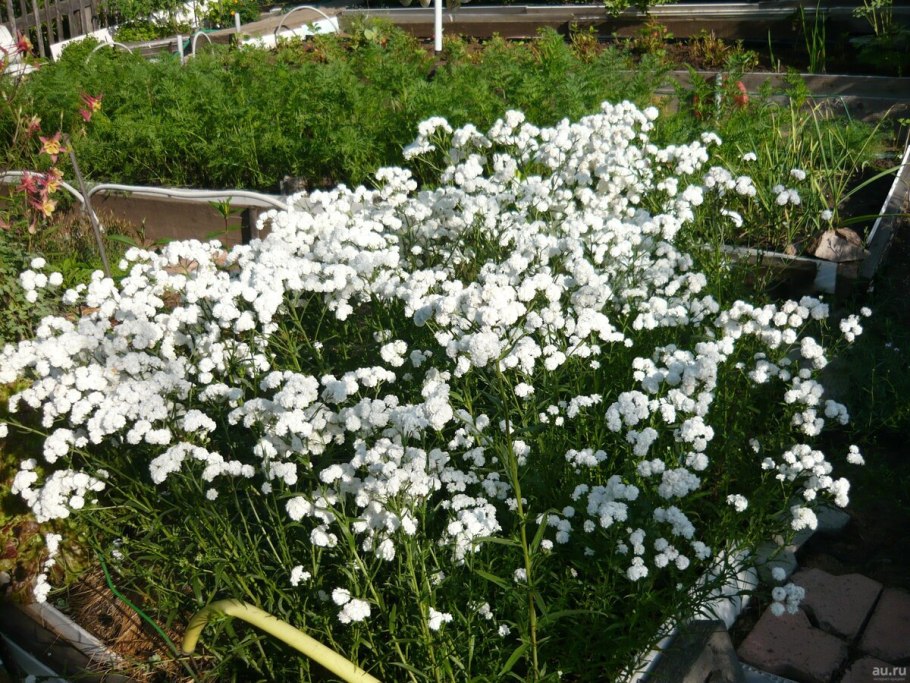 Тысячелистник птармика (Achillea ptarmica)