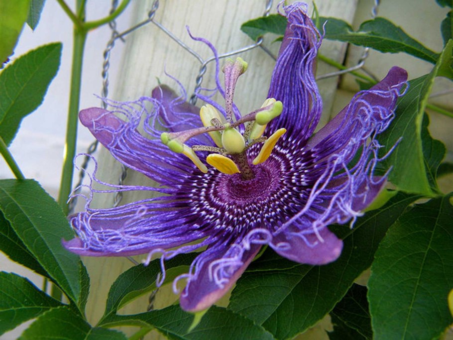 Страстоцвет, пассифлора инкарнатная (Passiflora incarnata)