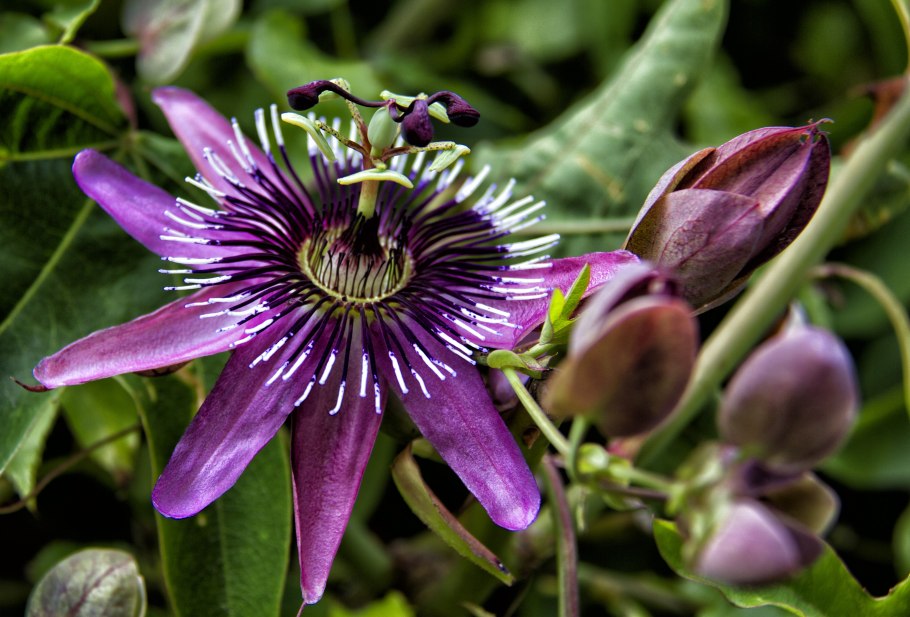 Маракуйя пассифлора