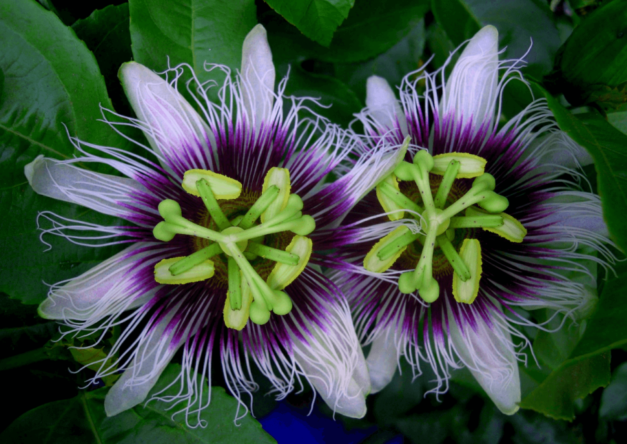 Пассифлора pedata