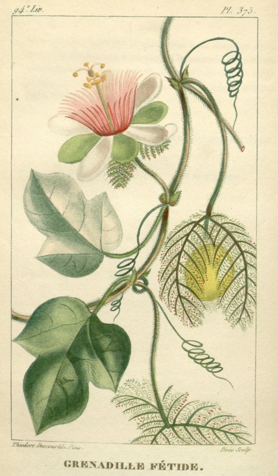 Пассифлора душистая