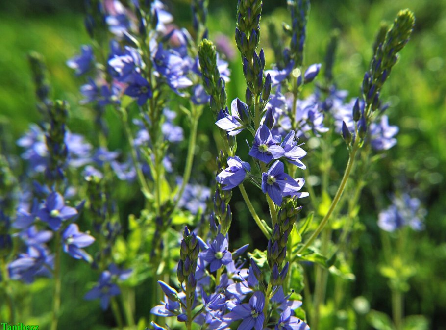 Вероника кустарниковая