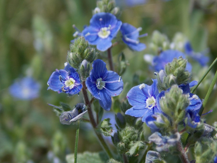 Вероника колосистая