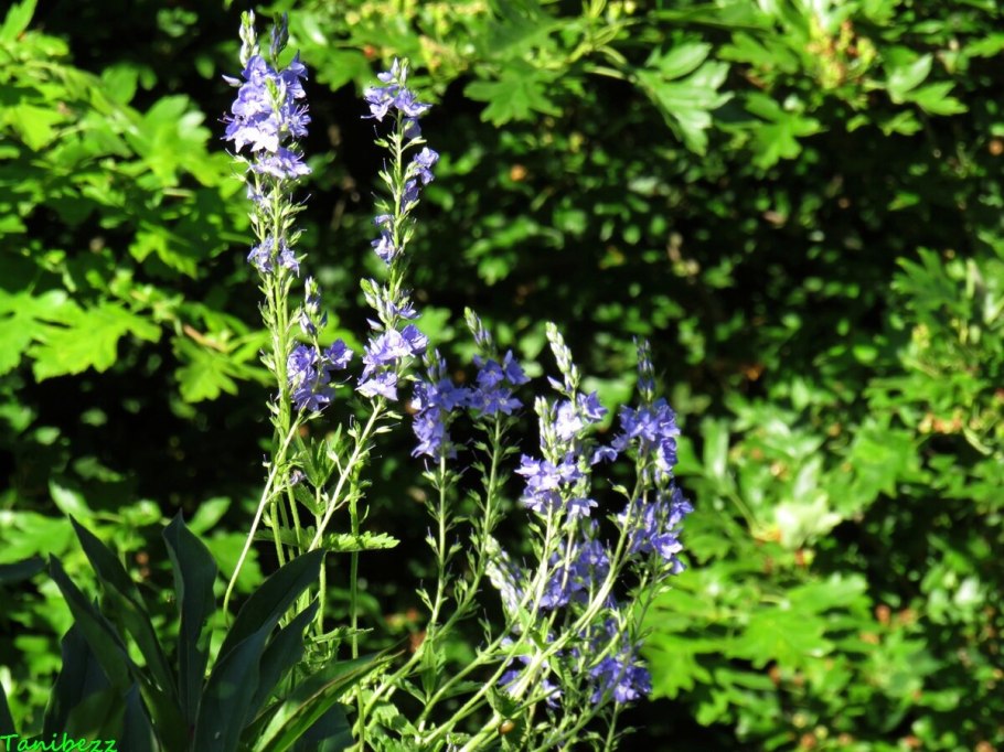 Вероника простёртая Aztec Gold