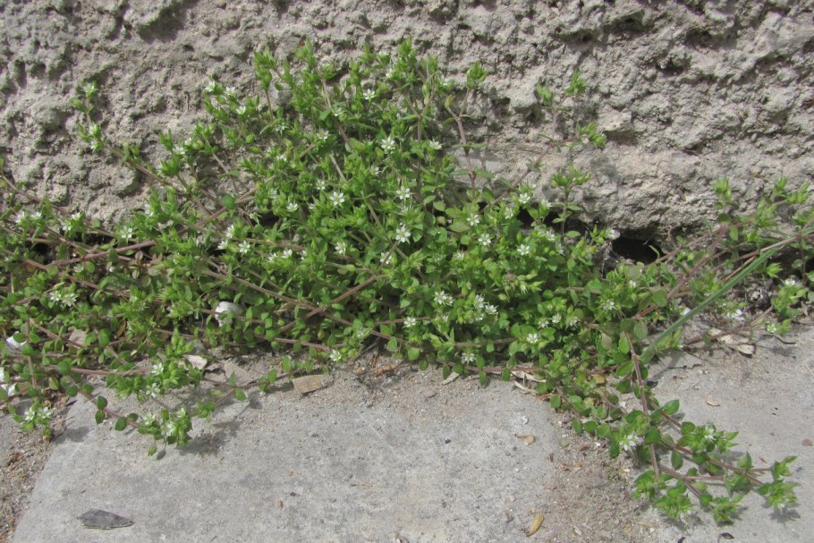 Вероника широколистная Veronica Teucrium