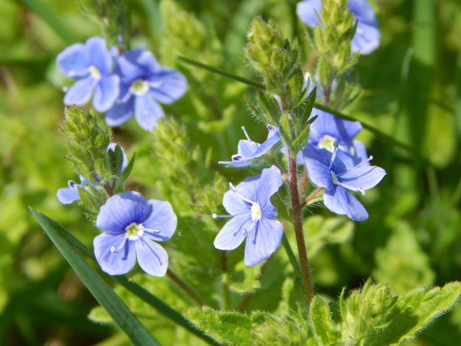 Многолетники Вероника длиннолистная