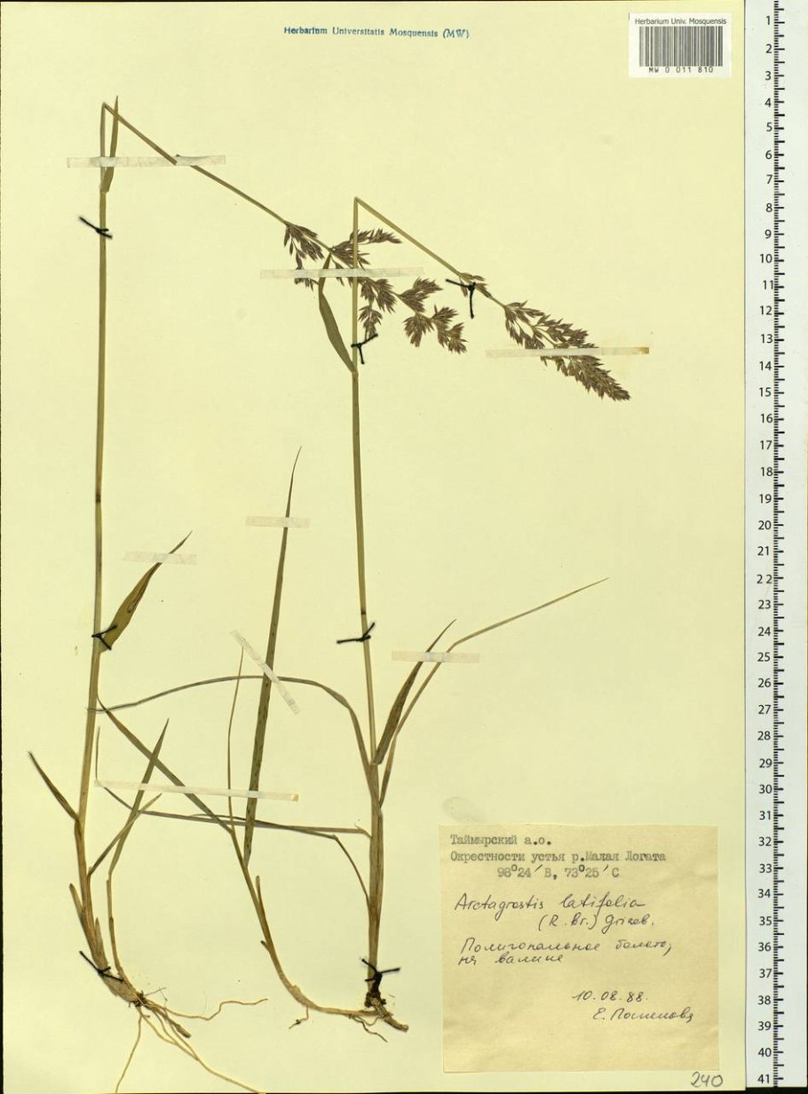 Пальчатокоренник Балтийский Dactylorhiza Baltica