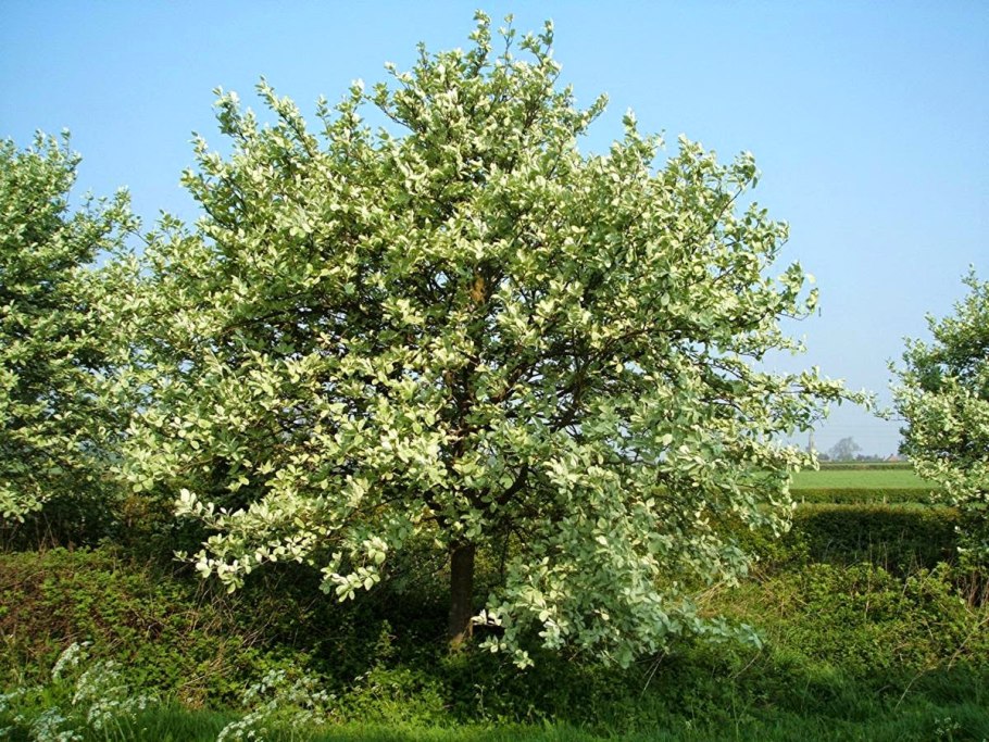 Рябина круглолистная Магнифика