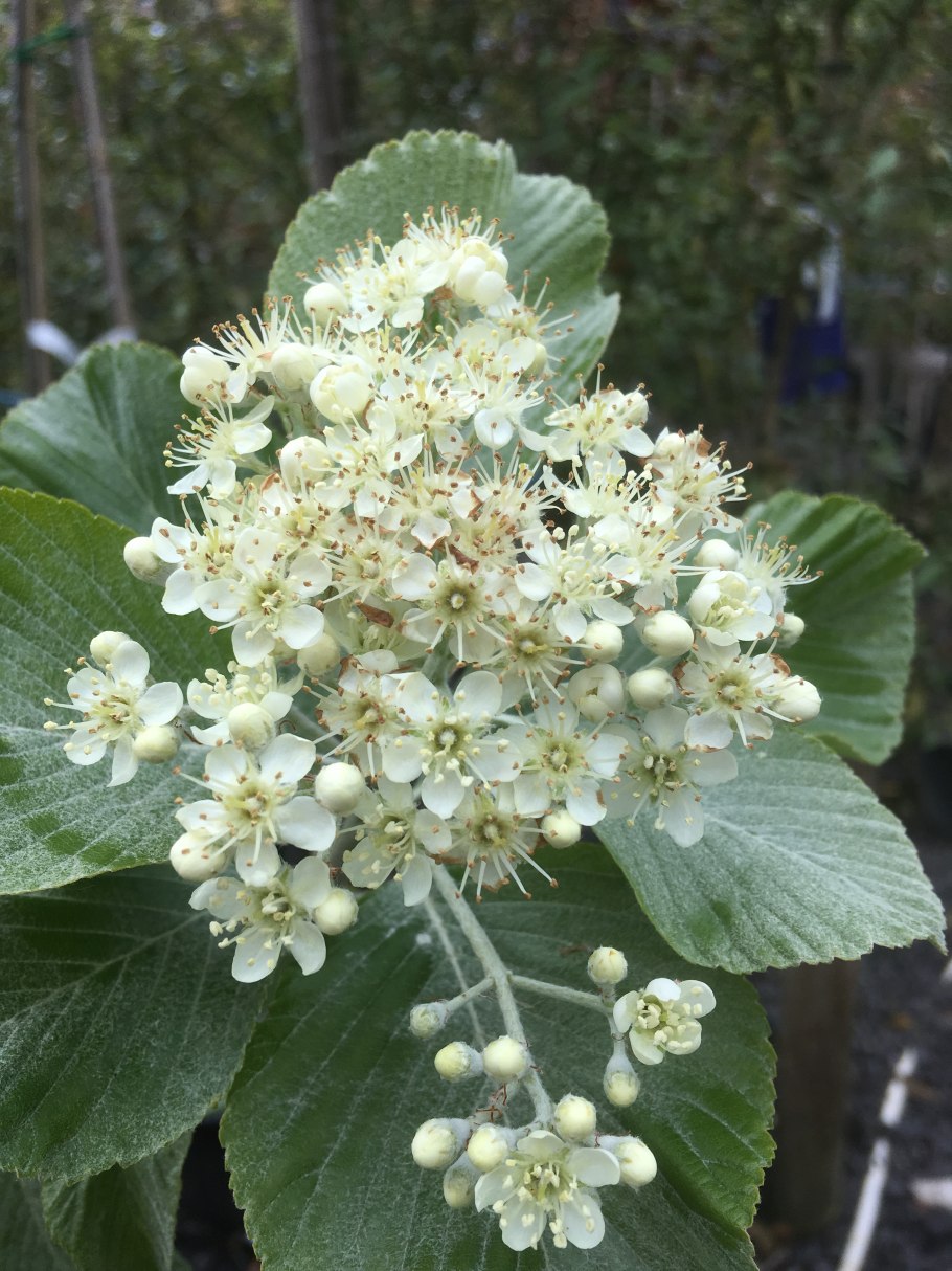 Рябина круглолистная Манифик