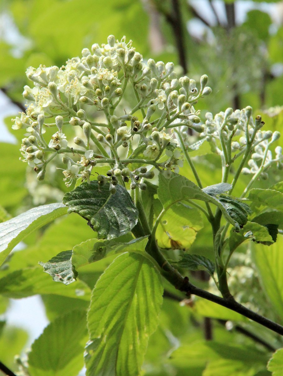 Рябина круглолистная Sorbus Aria “lutescens”