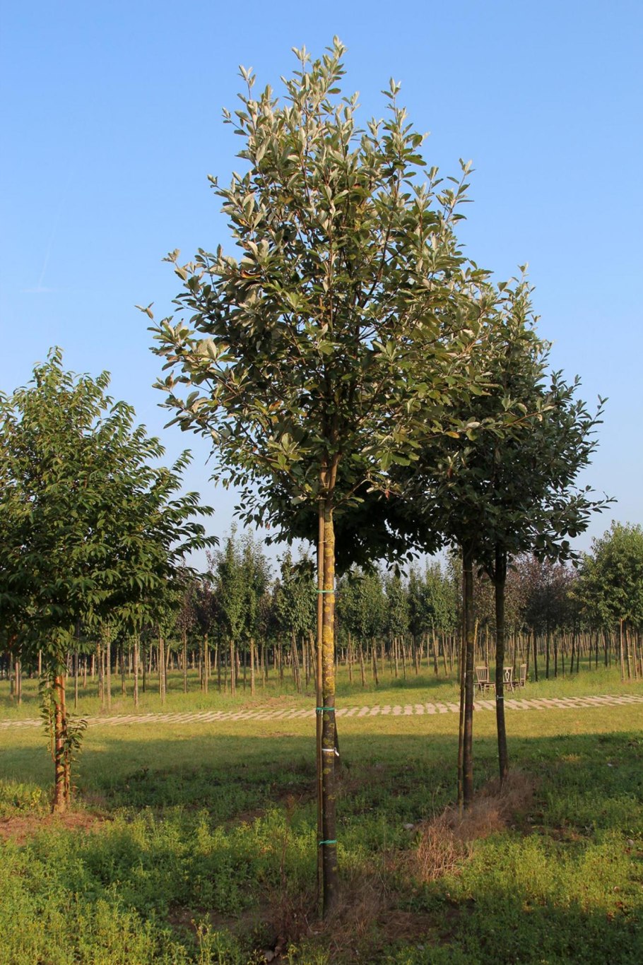 Рябина круглолистная Магнифика