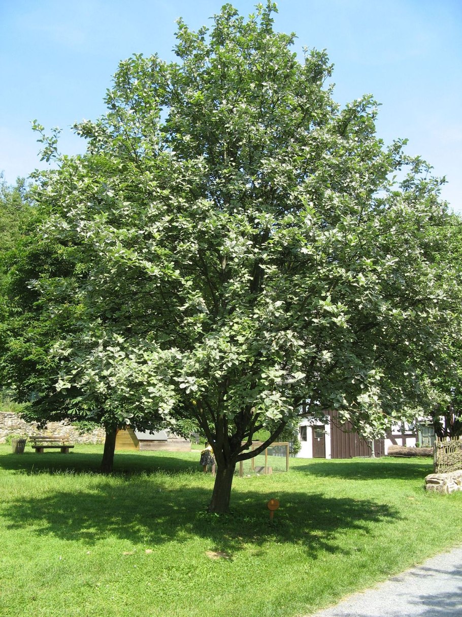 Рябина мучнистая (Sorbus Aria)
