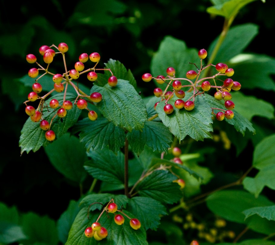 Рябина Магнифика