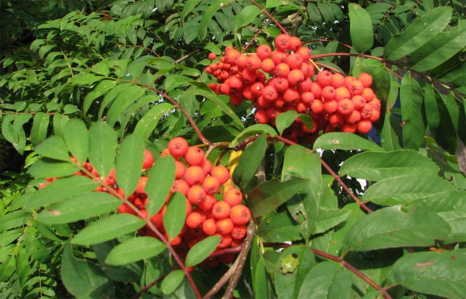 Калина круглолистная