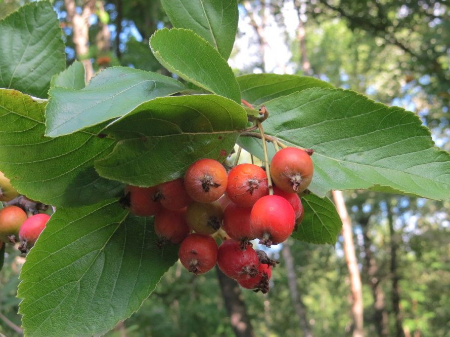 Sorbus 'Leonard Messel'