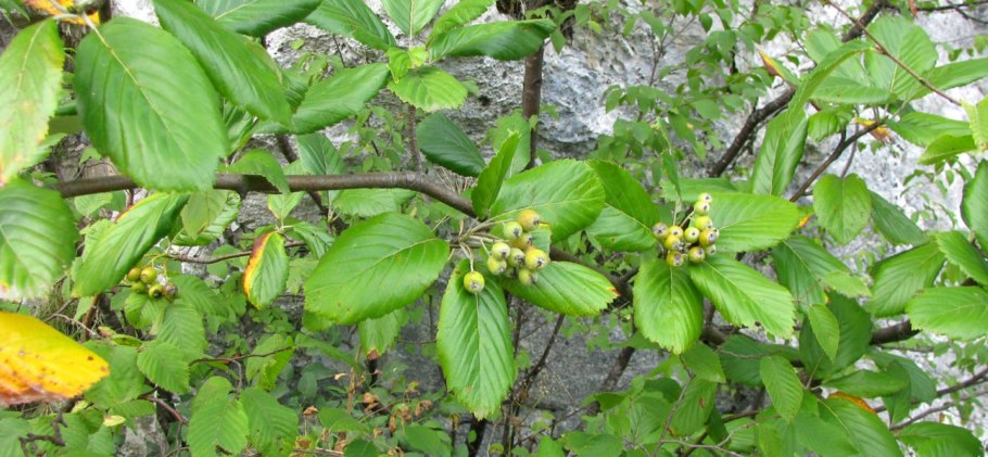Рябина глоговина sorbus torminalis