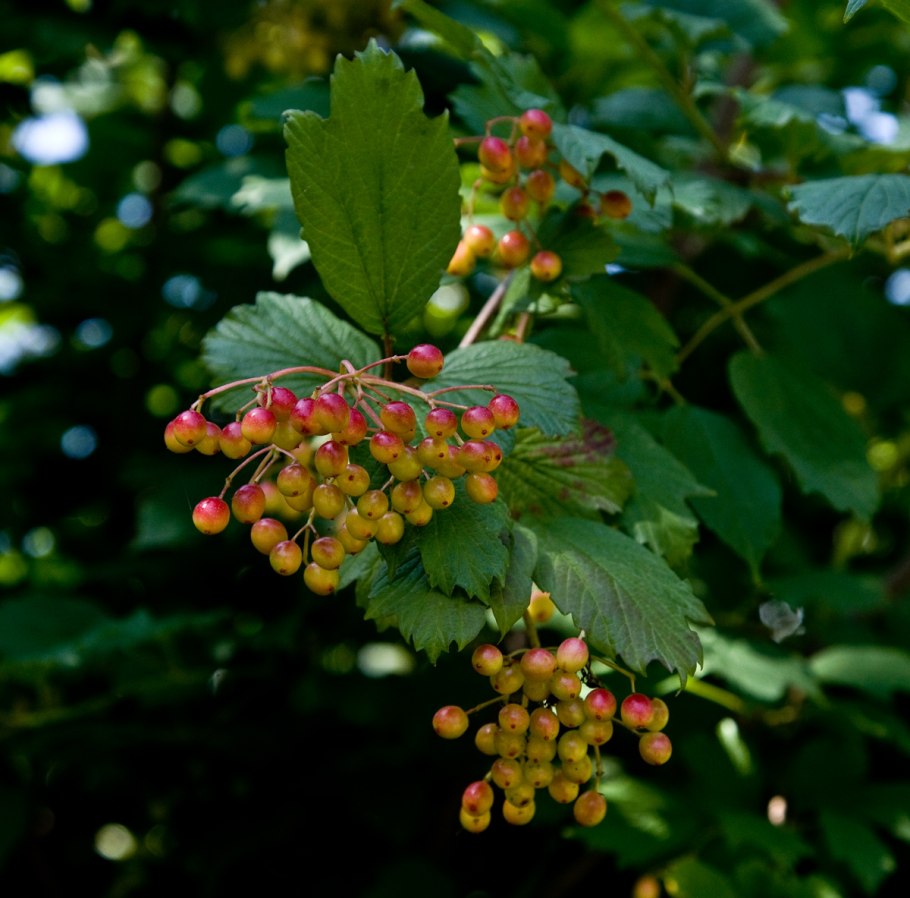 Рябина мучнистая (Sorbus Aria)