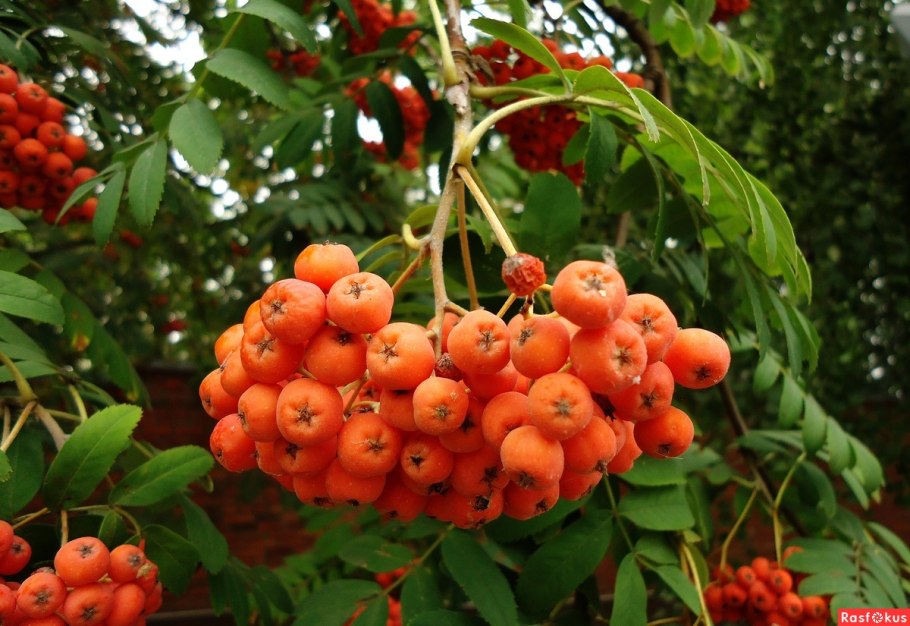 Рябина греческая (sorbus graeca)