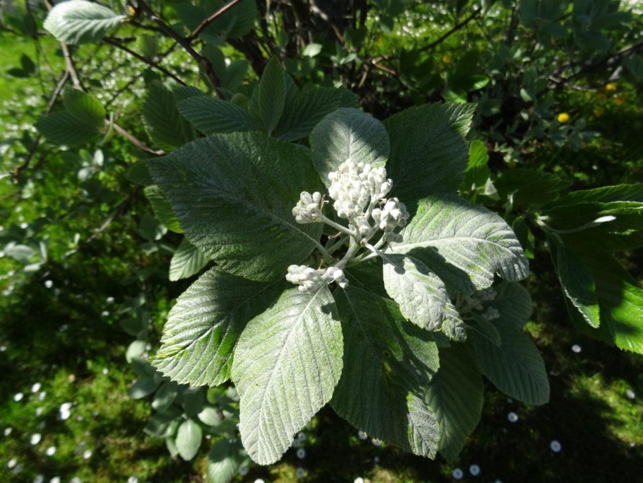 Рябина круглолистная ягоды