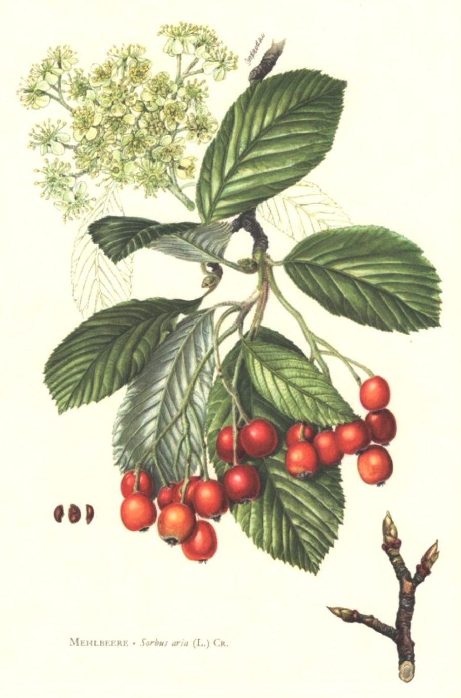 Рябина мучнистая (Sorbus Aria)