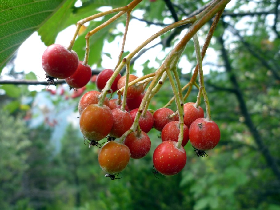 Рябина промежуточная sorbus intermedia